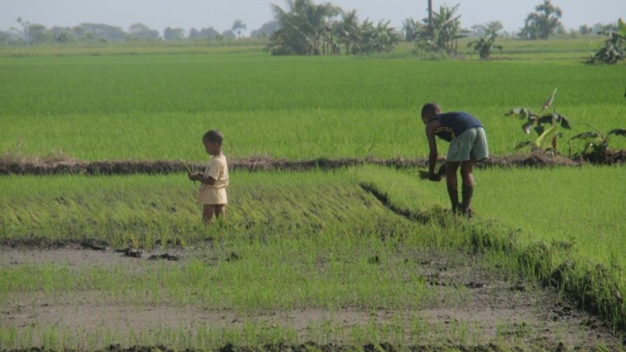 Sancionan arroceros por contratar niños como mano de obra