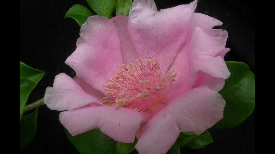 La flor turística de Bayahíbe