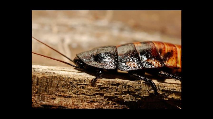 Póngale el nombre de su enamorado a una cucaracha por San Valentín Póngale el nombre de su enamorado a una cucaracha por San Valentín