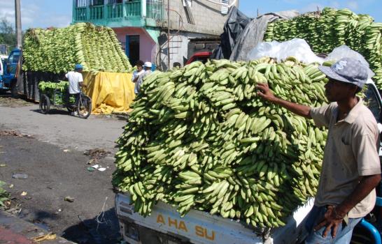 Los plátanos y guineos aumentarían de precios en los próximos días