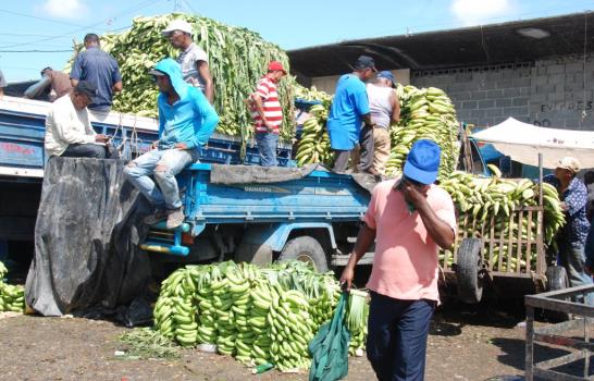 Los plátanos y guineos aumentarían de precios en los próximos días