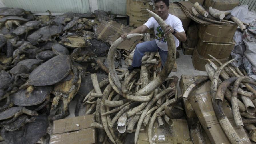 Contrabando de cuernos de elefante