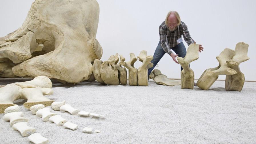 Esqueleto para el Museo Natural