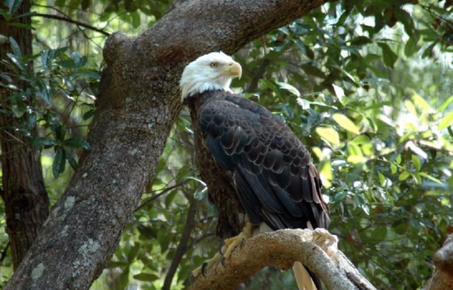 Una pareja de águilas calvas que anida en Florida causa sensación en internet