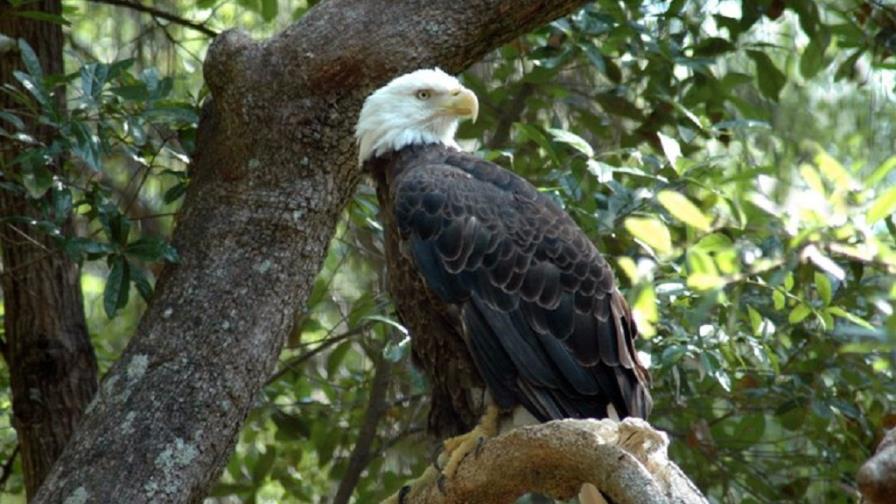 Una pareja de águilas calvas que anida en Florida causa sensación en internet