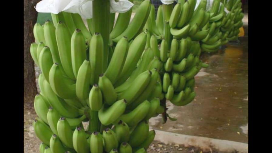 Productores muestran preocupación Sigatoka