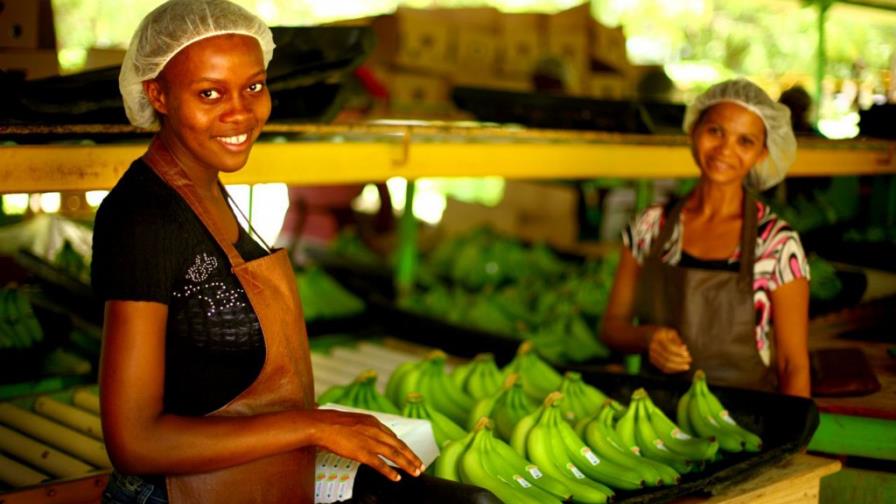 El 66.3% de los trabajadores en sector bananero son haitianos