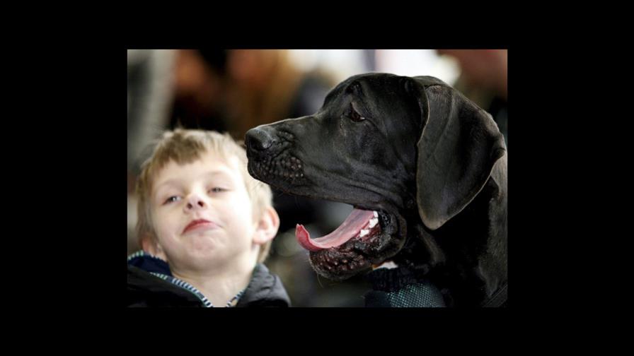¿Viene un bebé en camino? Prepare a su mascota ¿Viene un bebé en camino? Prepare a su mascota