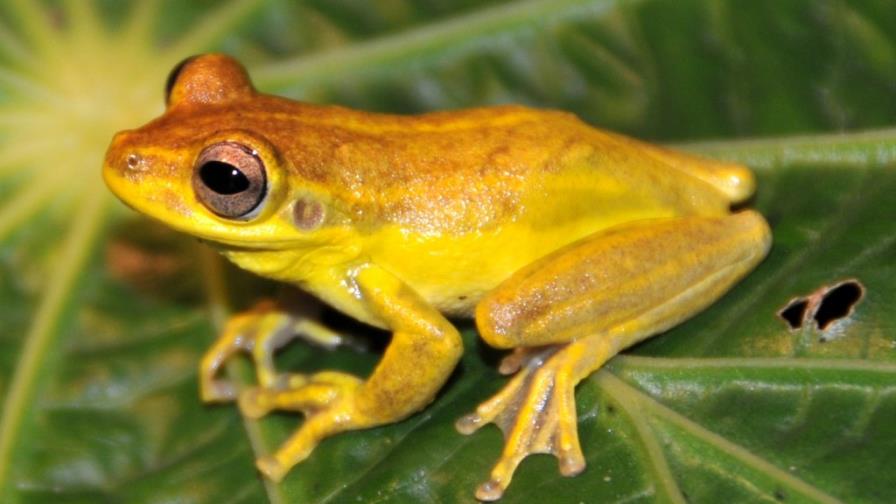 Barrick promueve la cría de anfibios en el Zoológico Nacional