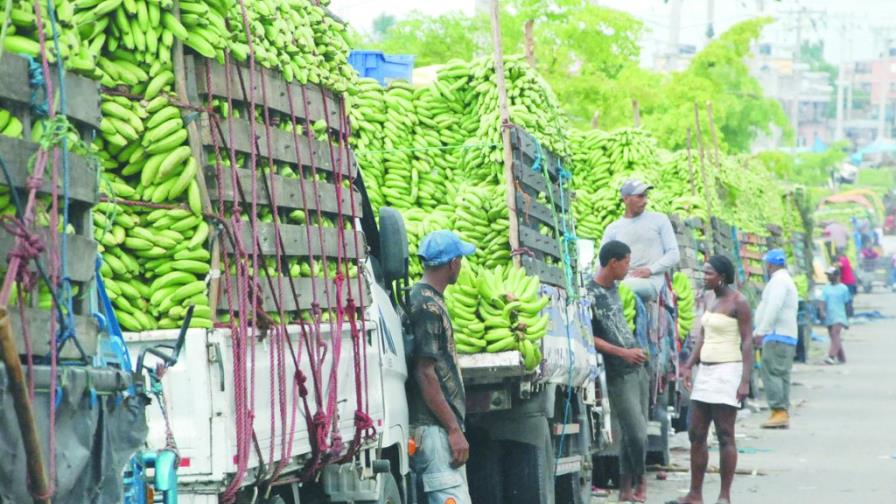 Los plátanos y guineos abundan tras paso Isaac