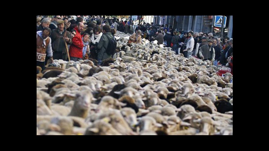 Pastores y 2.000 ovejas cruzan calles de Madrid