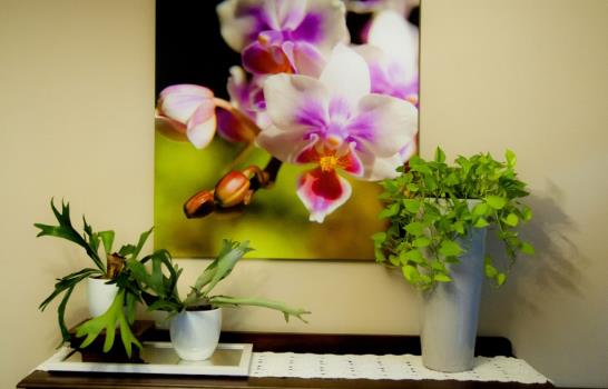 Vitico Cabrera y Marisel Fernández exponen ¨Orquídeas, palmeras y mar¨