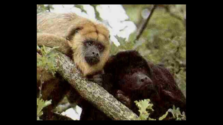 La muerte de las alfa provoca depresión aguda en monos carayá