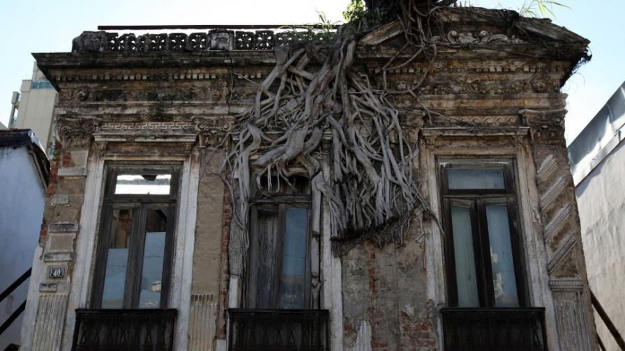 Árbol con raíces aferradas al tejado de una casa sigue floreciendo en Brasil