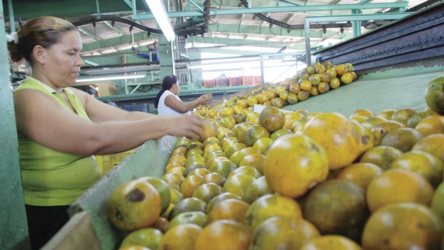 Apetecible oportunidad para las naranjas de RD y Puerto Rico