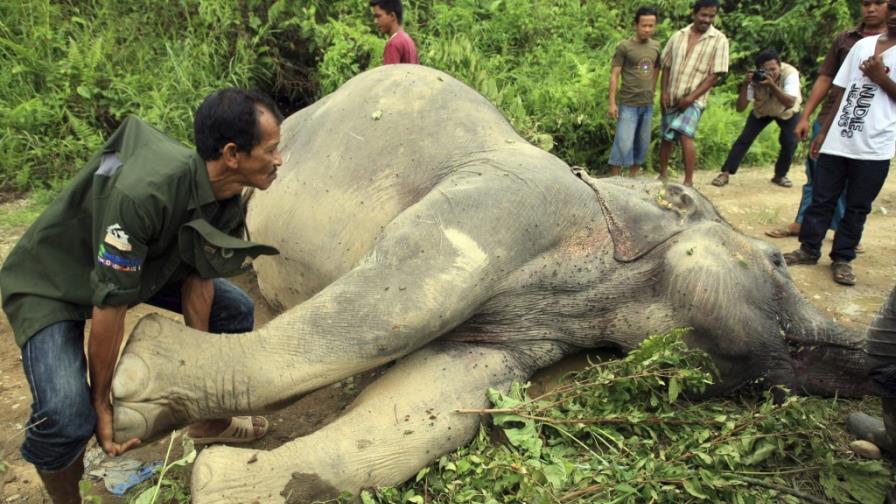 Un elefante muerto en Indonesia