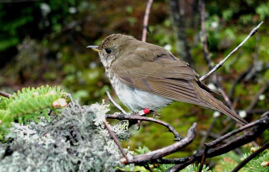 Buscan salvar los bosques dominicanos y a una esquiva ave cantora