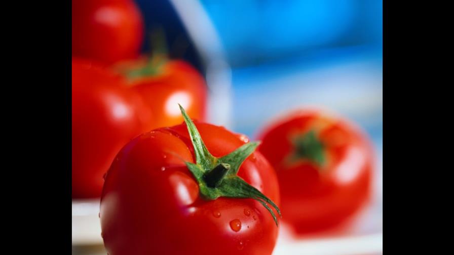 La triplicación del genoma libró al tomate de la extinción masiva de especies