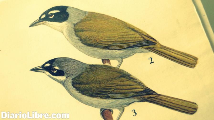 El Cuatro Ojos es ave bandera de Unibe