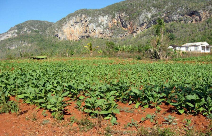 Los agricultores del Cibao inician la cosecha de tabaco