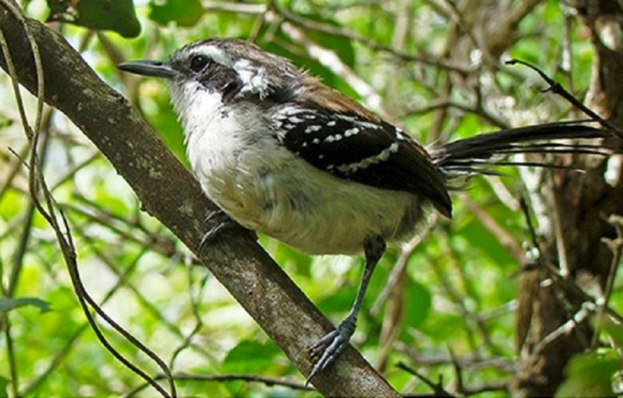 Las aves son capaces de modificar su canto para adaptarse al ruido urbano