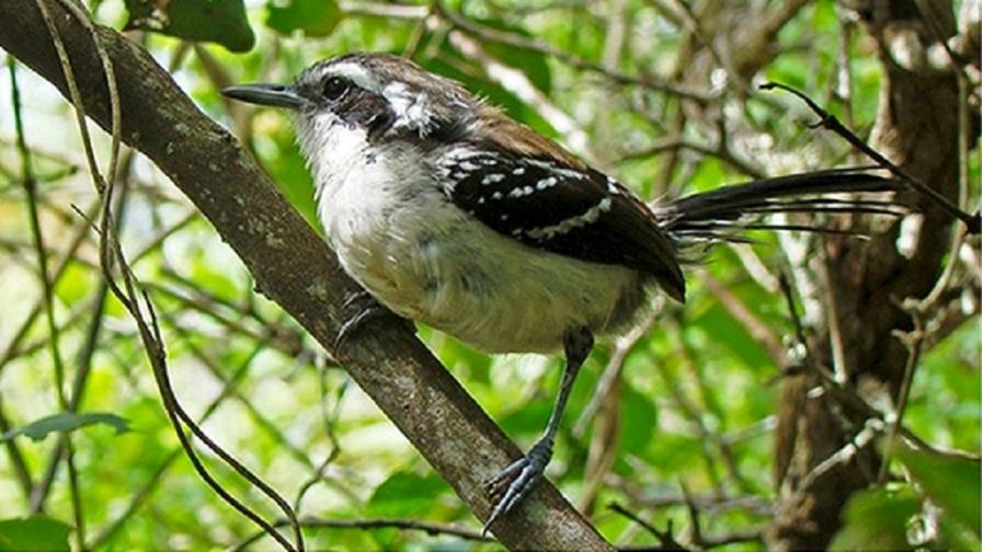 Las aves son capaces de modificar su canto para adaptarse al ruido urbano