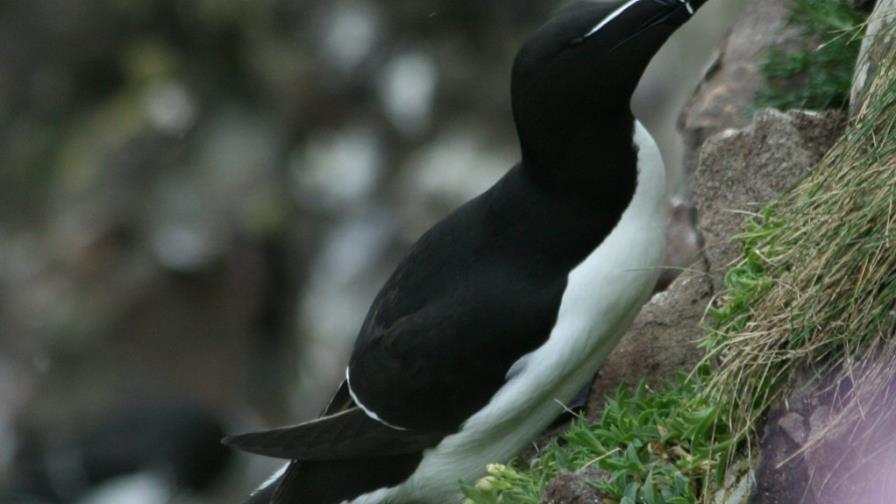 Aparecen en Florida centenares de alcas tordas, ave parecida a los pingüinos