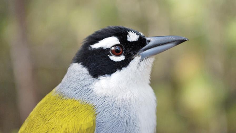 El cuatro ojos: un ave que usa herramientas El cuatro ojos: un ave que usa herramientas