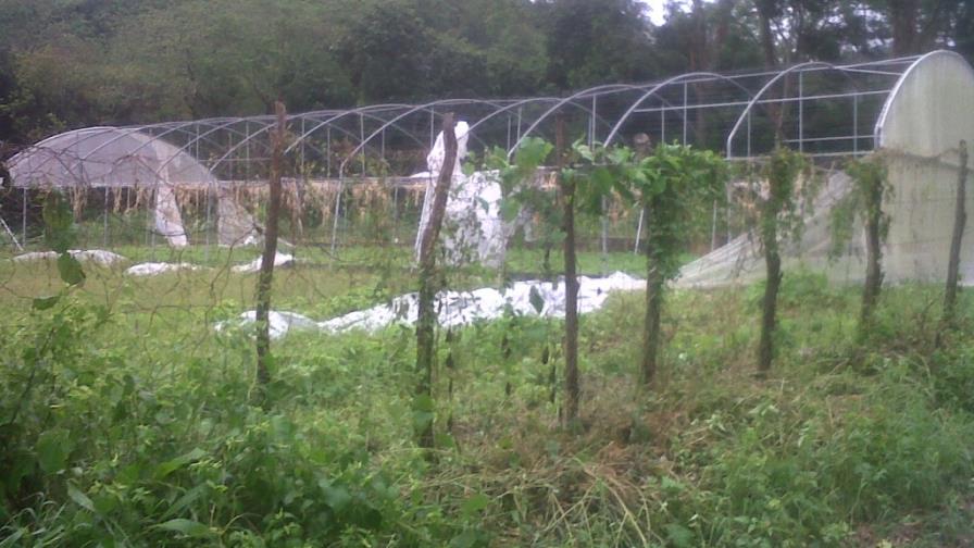 Productores de Barahona piden a Agricultura trabajar en zona afectada por Isaac