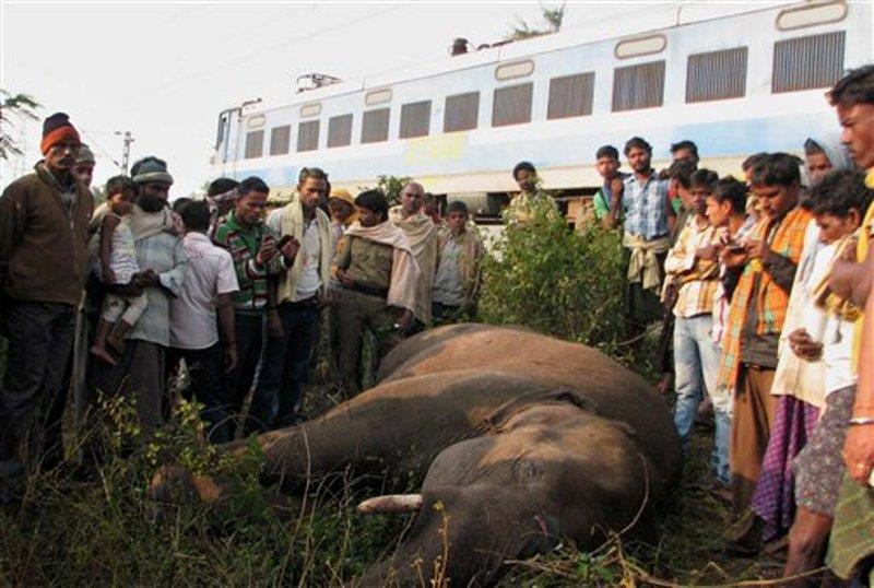 Tren arrolla y mata a cinco elefantes en India