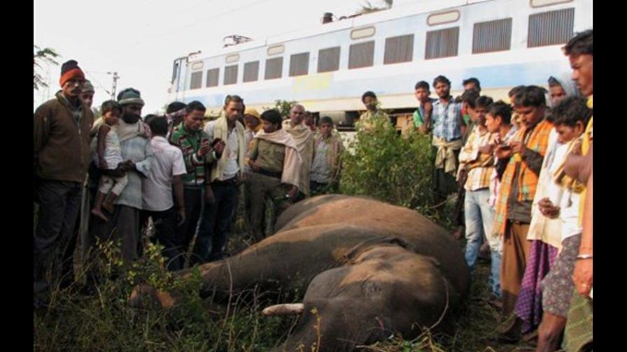 Tren arrolla y mata a cinco elefantes en India