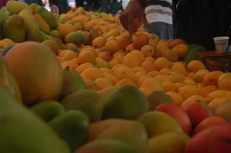 Gobierno entrega RD$12 millones a productores de mango de Villa Fundación