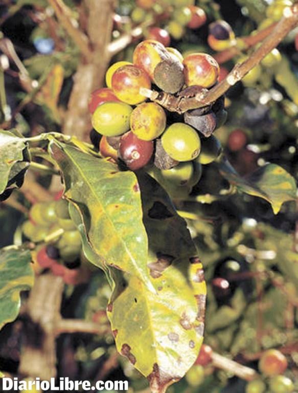 Sembrarán en Barahona variedades café resistentes a Roya