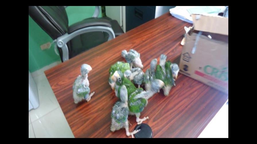 Dictan coerción a tres acusados de tráficar cotorras y langostas