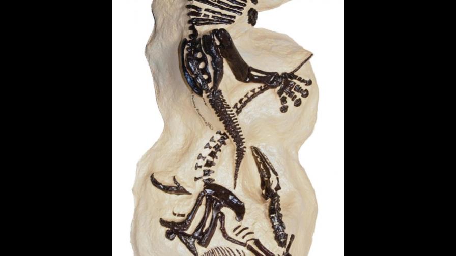 Un fósil de dos dinosaurios en plena pelea se subastará en Nueva York Un fósil de dos dinosaurios en plena pelea se subastará en Nueva York