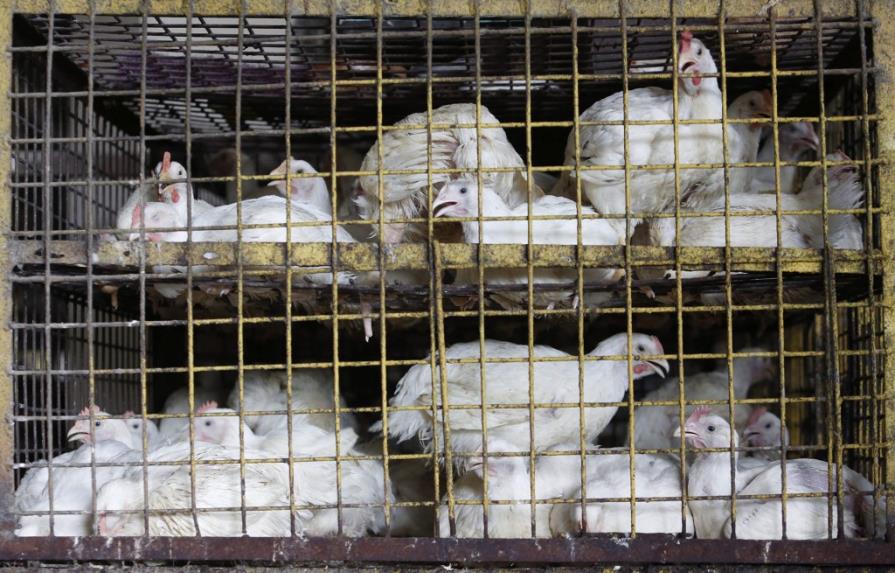 Productor avícola asegura venta de pollos dominicanos continúa en Haití