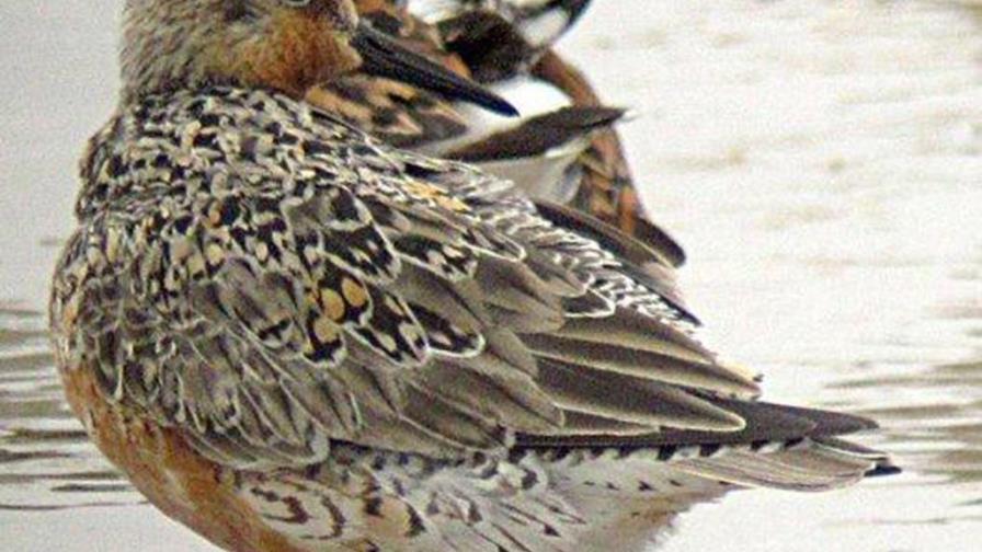 Pájaroluna: Amenazado por el cambio climático