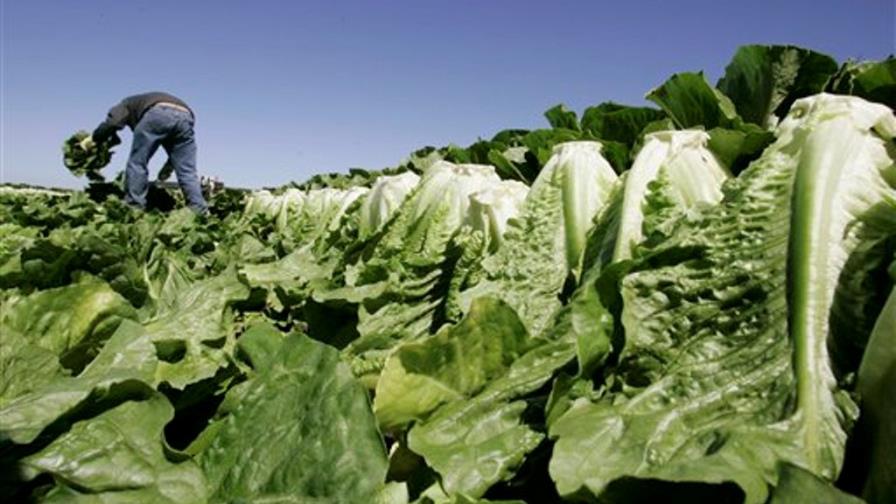 Estudio: Vegetales de hoja verde, más riesgosos