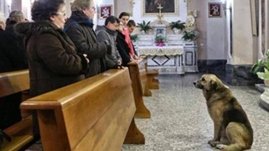 Un perro fiel, después de la muerte