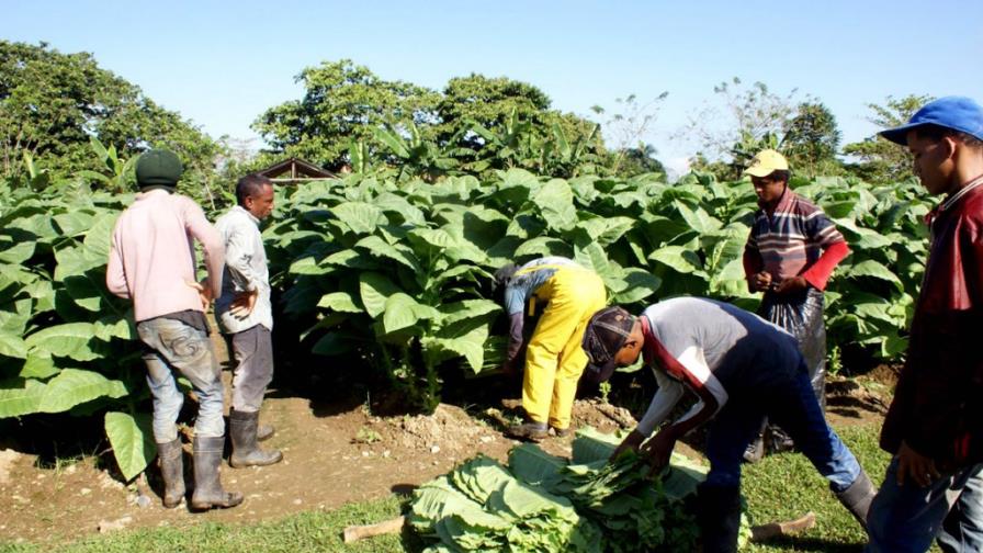 Productores de tabaco reclaman RD$68 millones