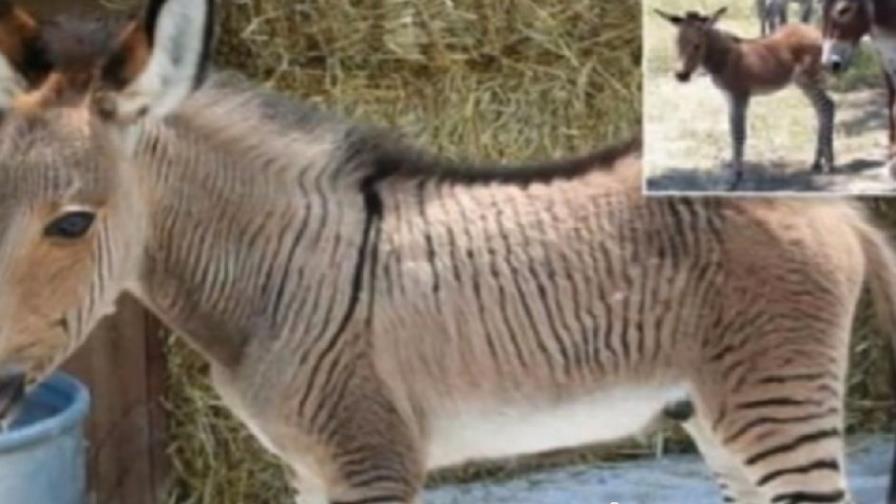 La curiosa cría del apareamiento entre una cebra y un asno