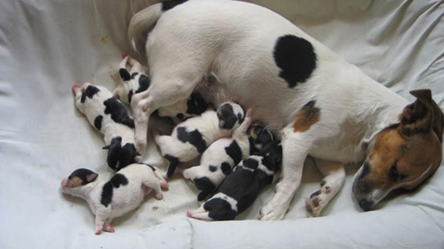 Mi mascota Mi mascota