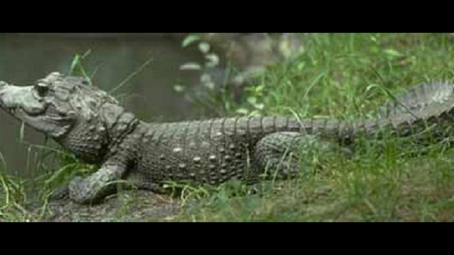 Sapos venenosos están arrasando con especie de cocodrilos enanos de Australia