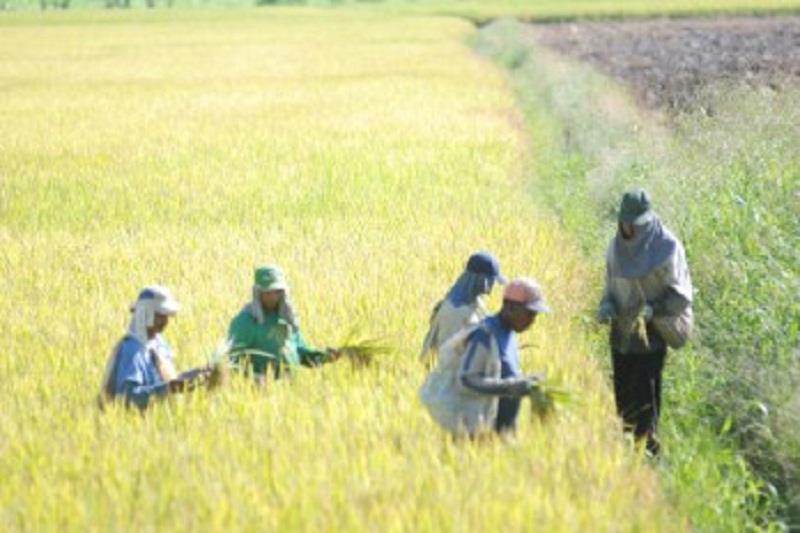 La FAO pide políticas más diferenciadas para los pequeños agricultores