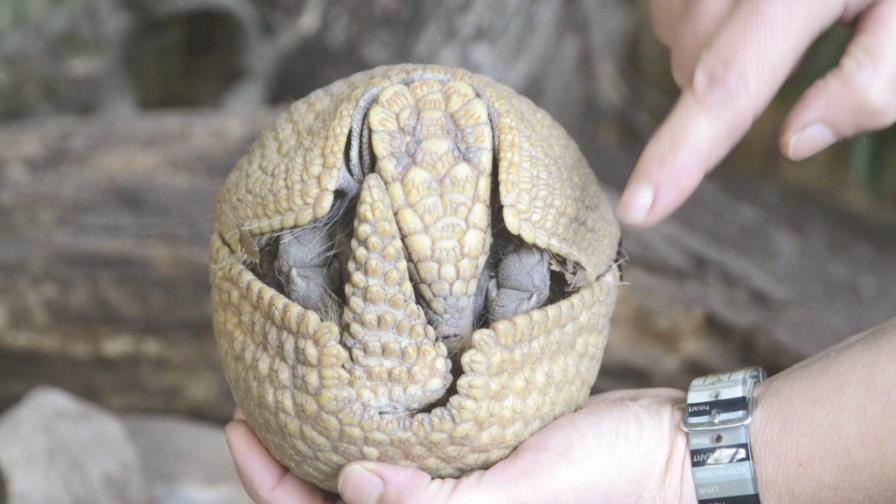 La mascota del Mundial de Fútbol