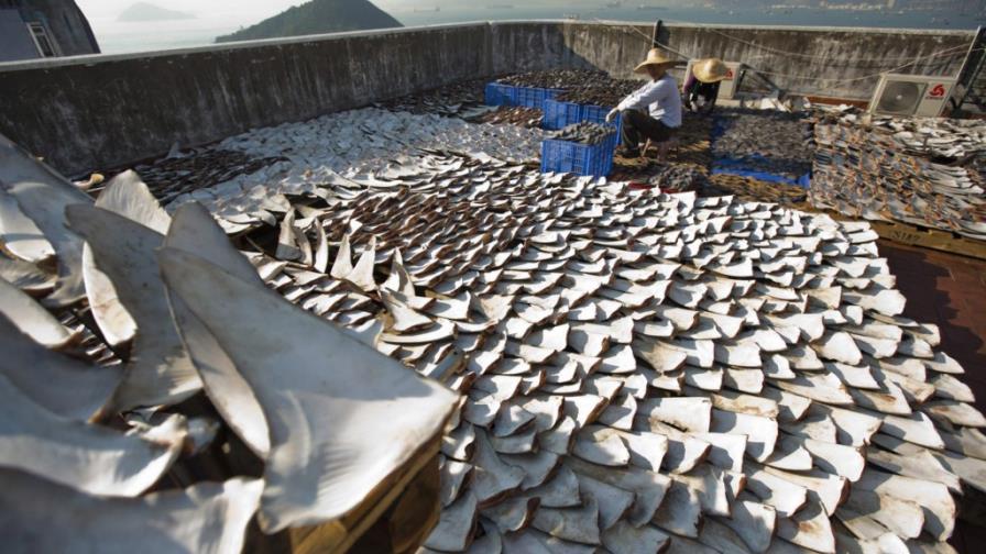 Horror en los tejados chinos Horror en los tejados chinos