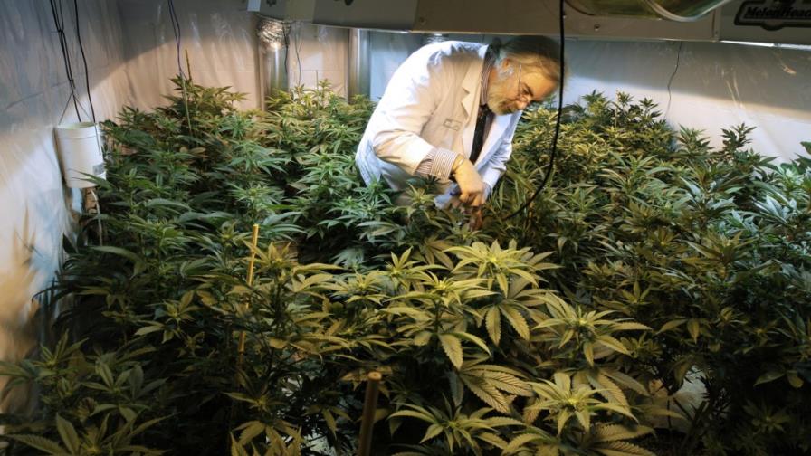 Buscan cambiar leyes sobre la marihuana en EEUU