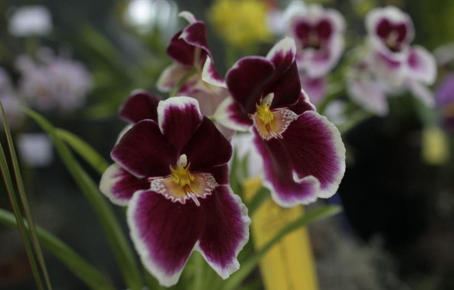 Harán la XLI Exposición Orquídeas en el Bosque Encantado