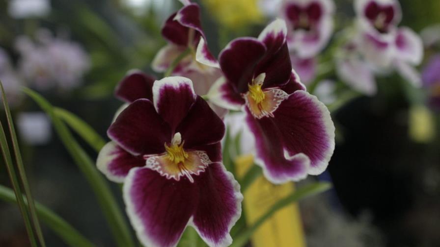 Harán la XLI Exposición Orquídeas en el Bosque Encantado