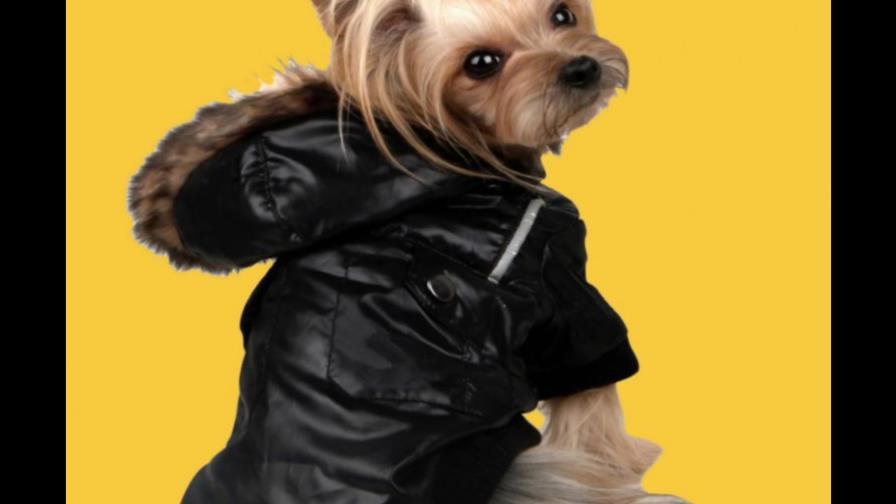Perros VIP en Nueva York... estresantes